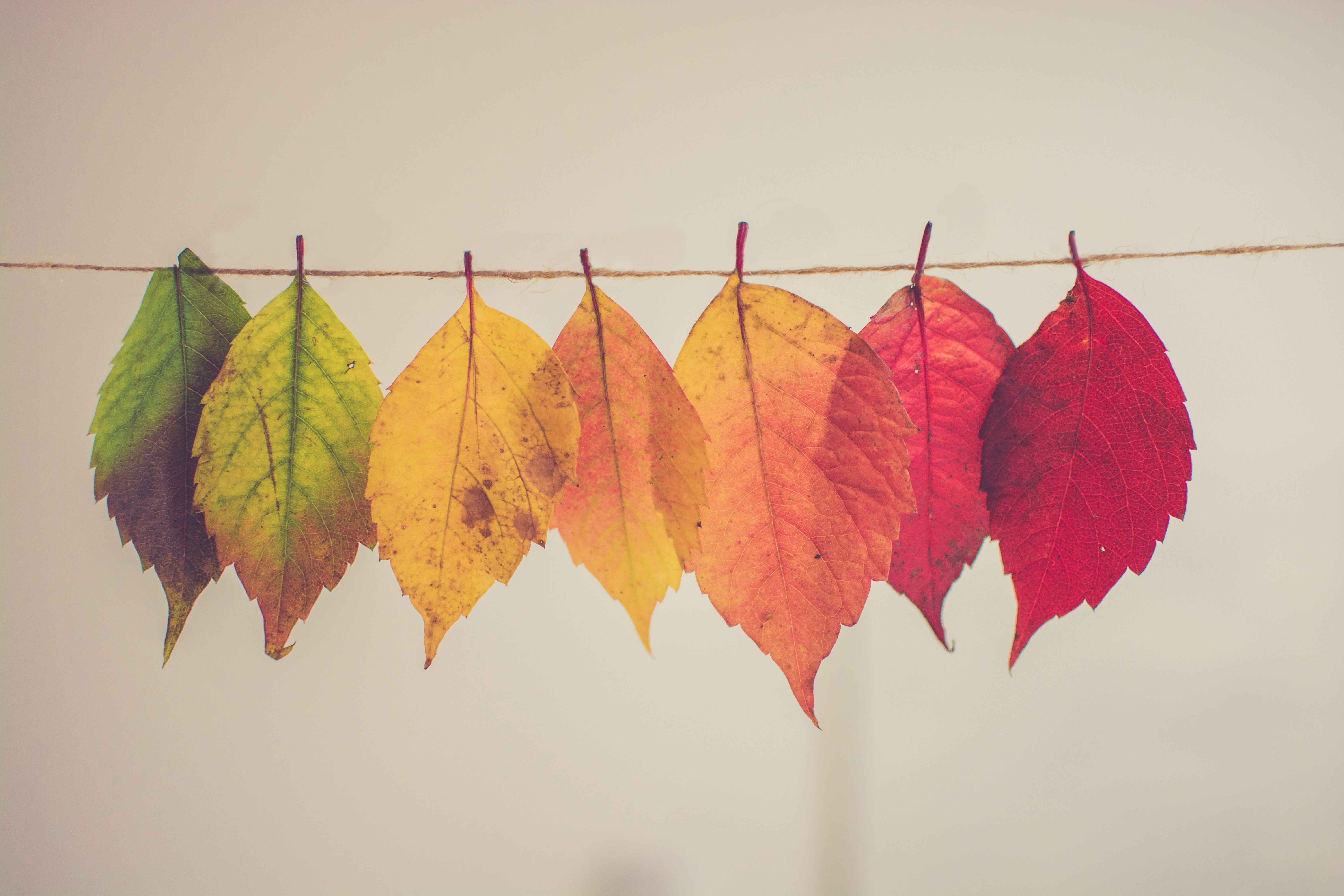 An Affection for Autumn